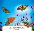 Le Jardin Des Papillons Best Of Le Jardin Des Papillons   Saint Vincent Le Blog Des