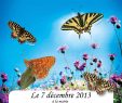 Le Jardin Des Papillons Best Of Le Jardin Des Papillons   Saint Vincent Le Blog Des