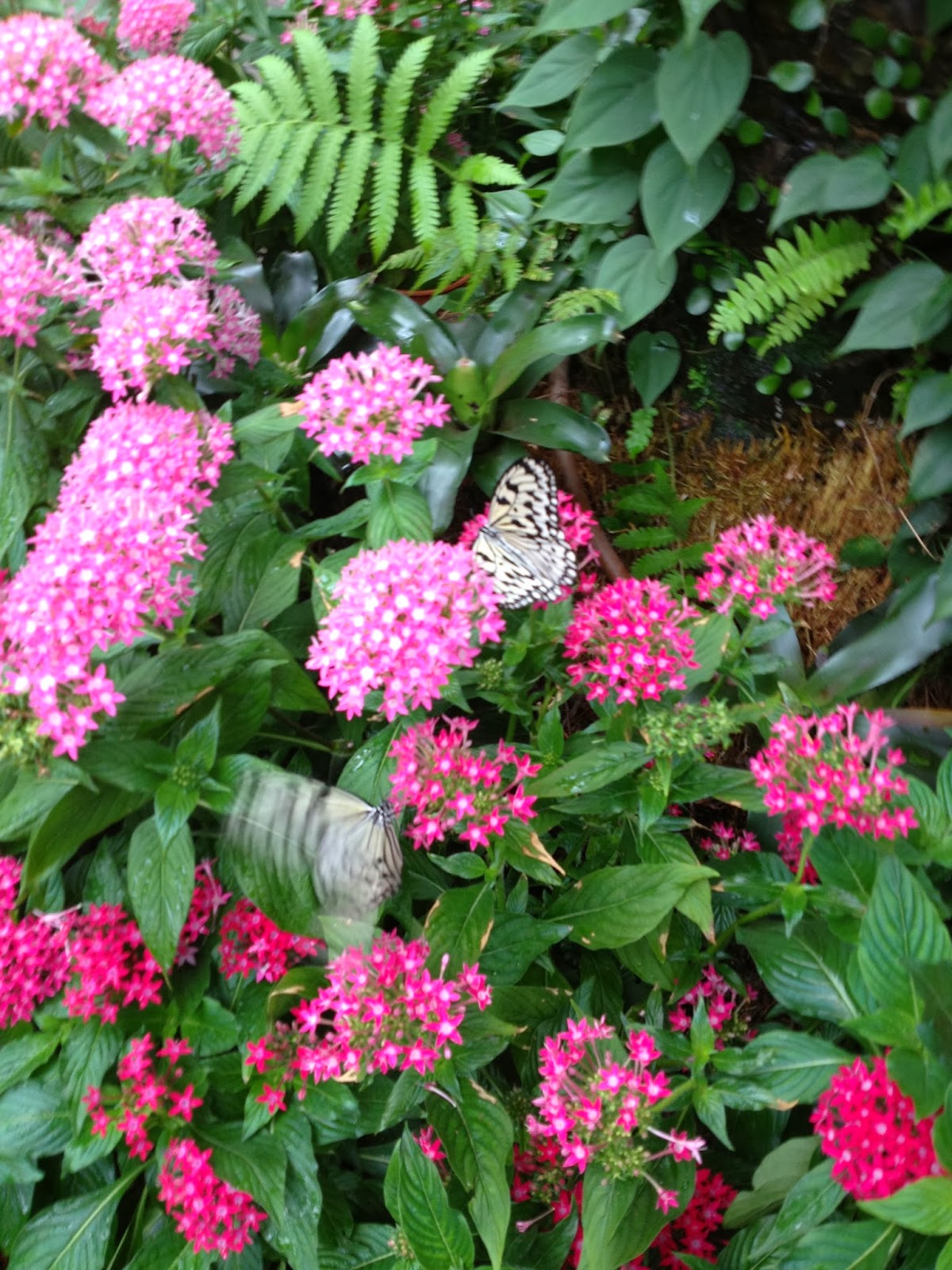 Le Jardin Des Papillons Best Of Six Mois   L Autre Bout Du Monde Aéroport De Singapore