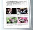 Le Jardin Des Papillons Charmant Calaméo Guide D Identification Des Papillons Du Jardin