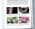 Le Jardin Des Papillons Charmant Calaméo Guide D Identification Des Papillons Du Jardin