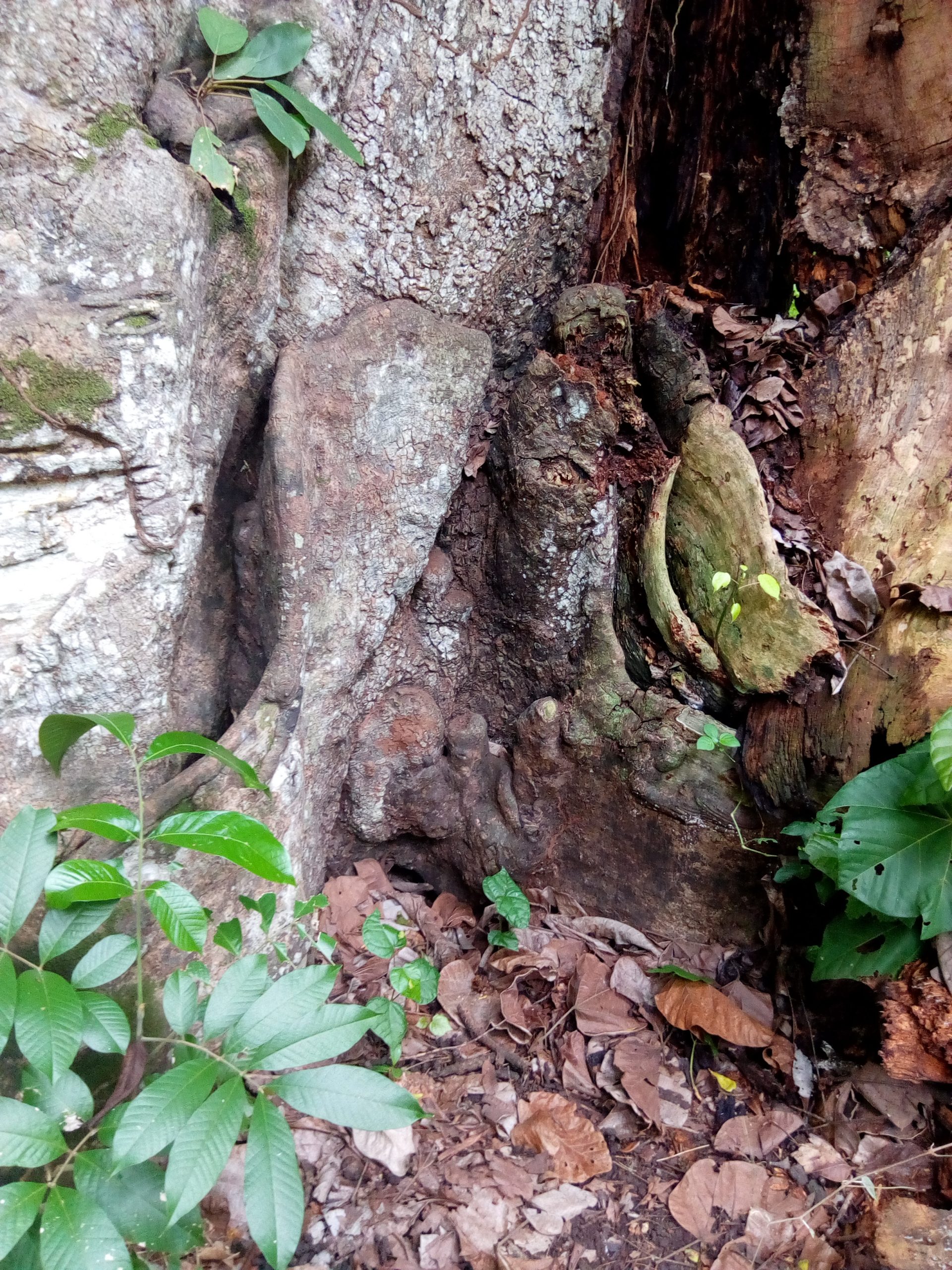 File Tronc d'arbre sculpté en papillon du Jardin des Plantes et de la Nature de Porto
