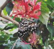 Le Jardin Des Papillons Charmant Instagram Posts at Jardin Des Papillons Grevenmacher