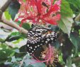 Le Jardin Des Papillons Charmant Instagram Posts at Jardin Des Papillons Grevenmacher