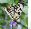 Le Jardin Des Papillons Élégant butterflies In the butterflies Garden Stock Image Image