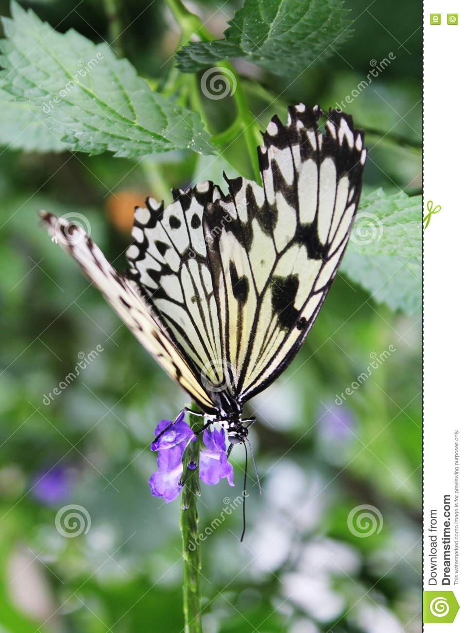 Le Jardin Des Papillons Élégant butterflies In the butterflies Garden Stock Image Image