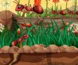 Le Jardin Des Papillons Élégant Nature Avec Des Papillons Et Des Fourmis Dans Le Jardin