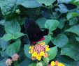Le Jardin Des Papillons Élégant Papillons Au Jardin Botanique Eloetcedaucanada Over Blog
