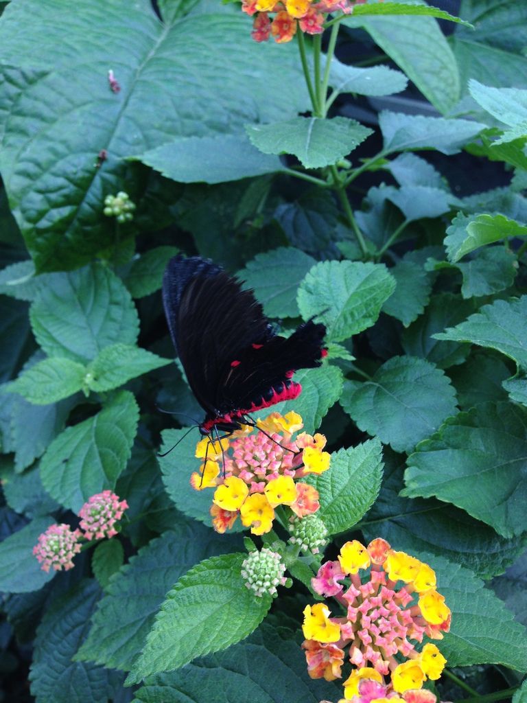 Le Jardin Des Papillons Élégant Papillons Au Jardin Botanique Eloetcedaucanada Over Blog