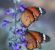 Le Jardin Des Papillons Frais Des Papillons oranges Noirs Et Blancs