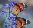 Le Jardin Des Papillons Frais Des Papillons oranges Noirs Et Blancs