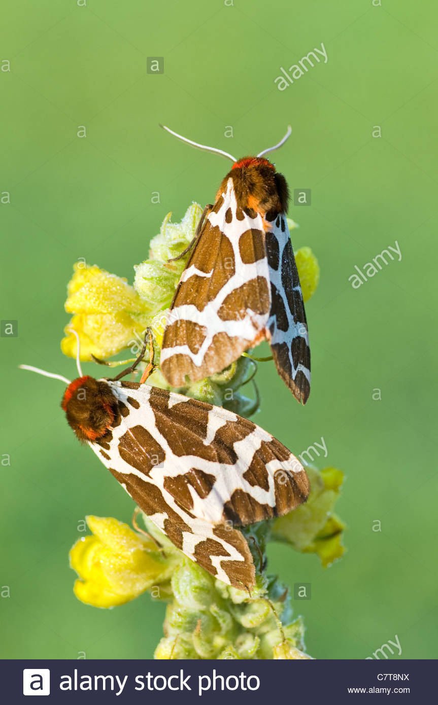 jardin des papillons europeens tiger moth arctia caja c7t8nx