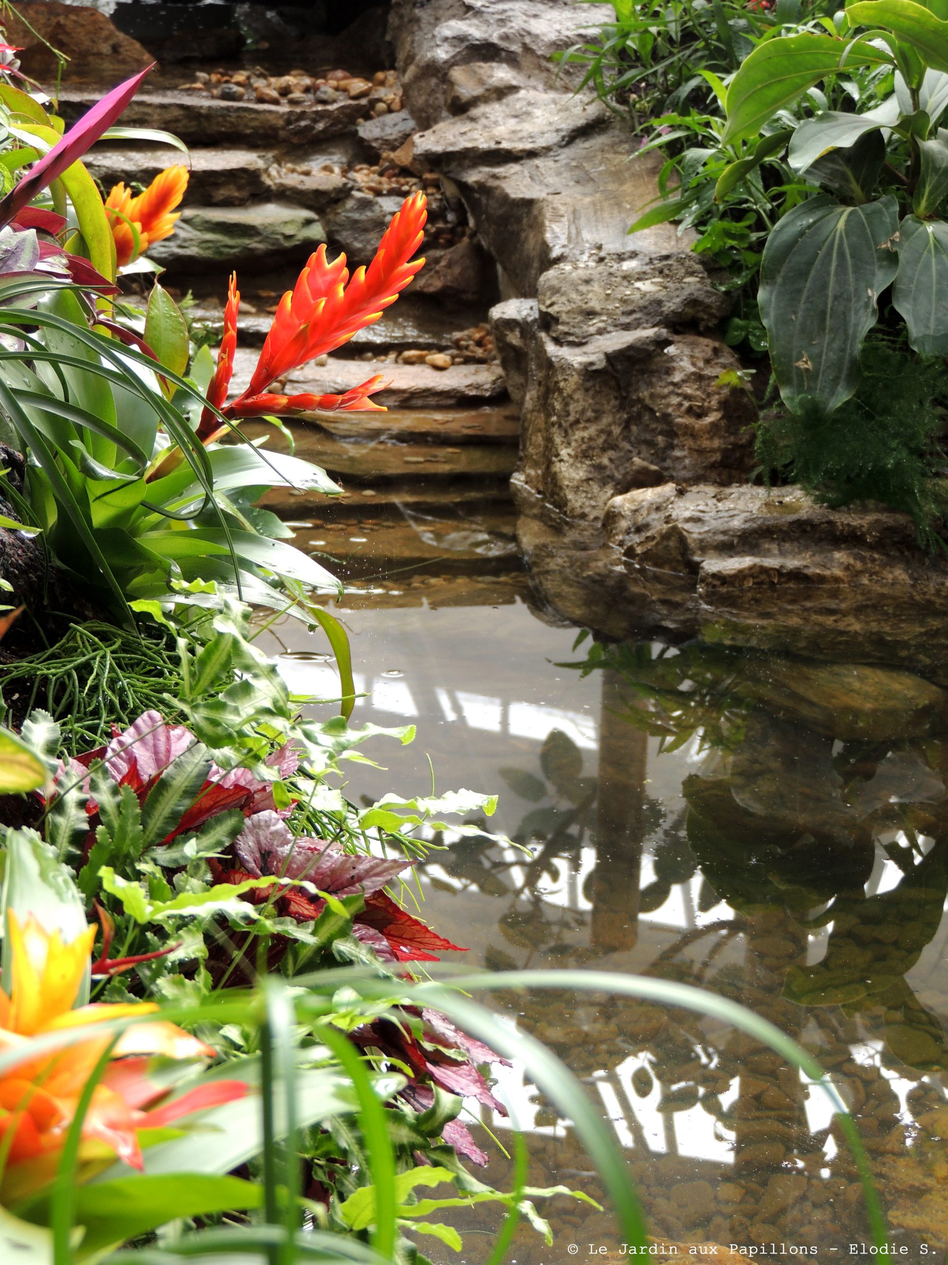 Le Jardin Des Papillons Frais Le Jardin Aux Papillons Vous Accueille   Partir Du Mois D