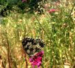 Le Jardin Des Papillons Frais soleil Estival Et Papillons Dans Le Jardin Des Vagabondes