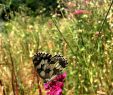 Le Jardin Des Papillons Frais soleil Estival Et Papillons Dans Le Jardin Des Vagabondes