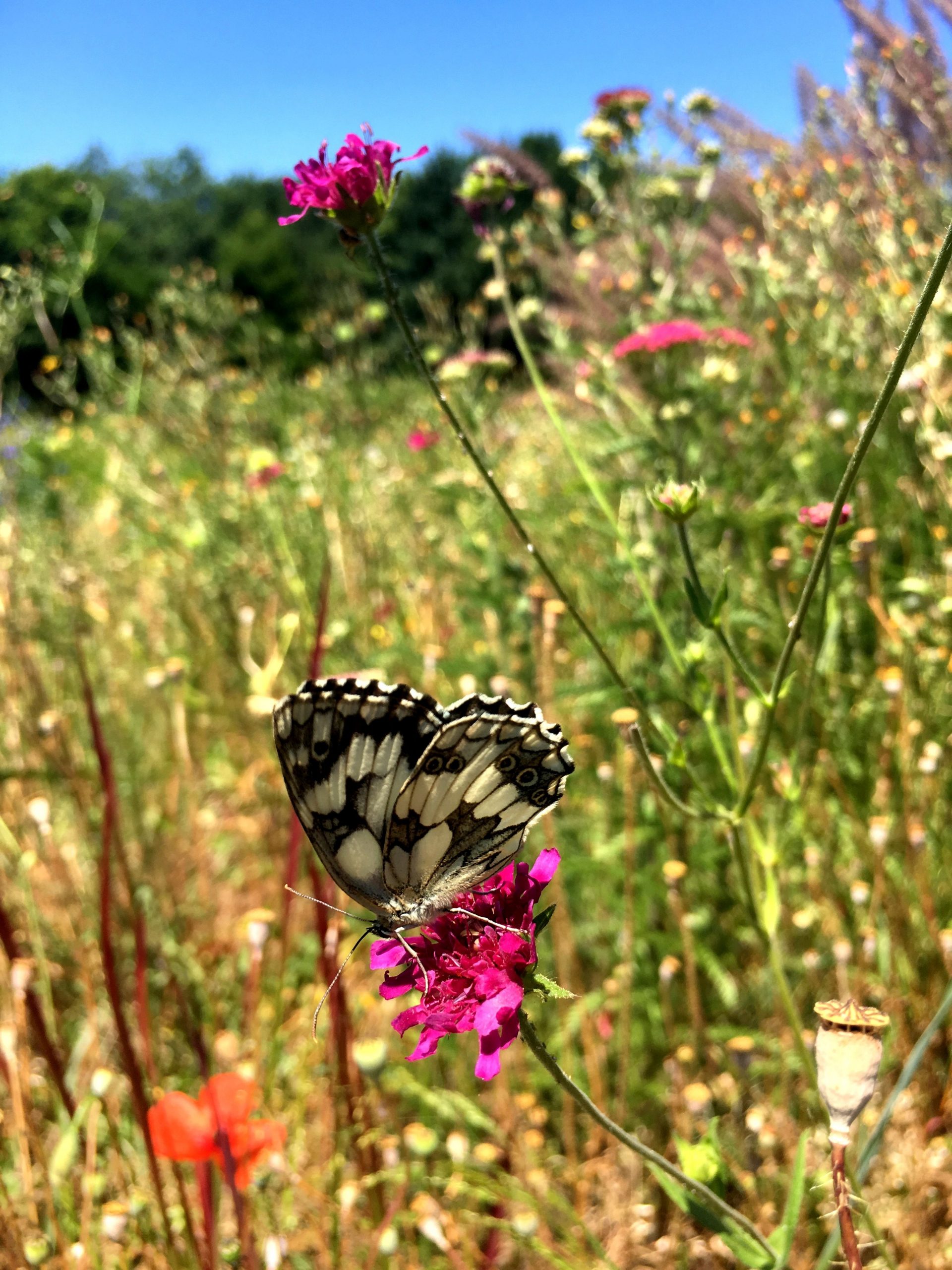 Le Jardin Des Papillons Frais soleil Estival Et Papillons Dans Le Jardin Des Vagabondes