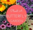 Le Jardin Des Papillons Génial Your Dream Garden is In Sight