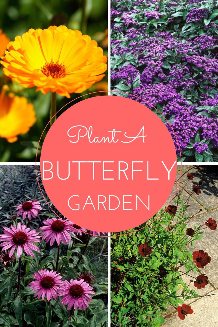 Le Jardin Des Papillons Génial Your Dream Garden is In Sight