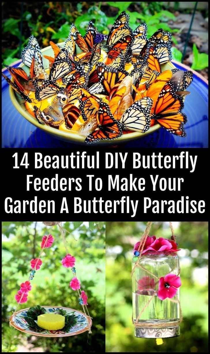 Le Jardin Des Papillons Inspirant 14 Magnifiques Mangeoires   Papillons Pour Faire De Votre