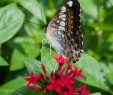 Le Jardin Des Papillons Inspirant Famille Nymphalidae S & Famille Nymphalidae Alamy