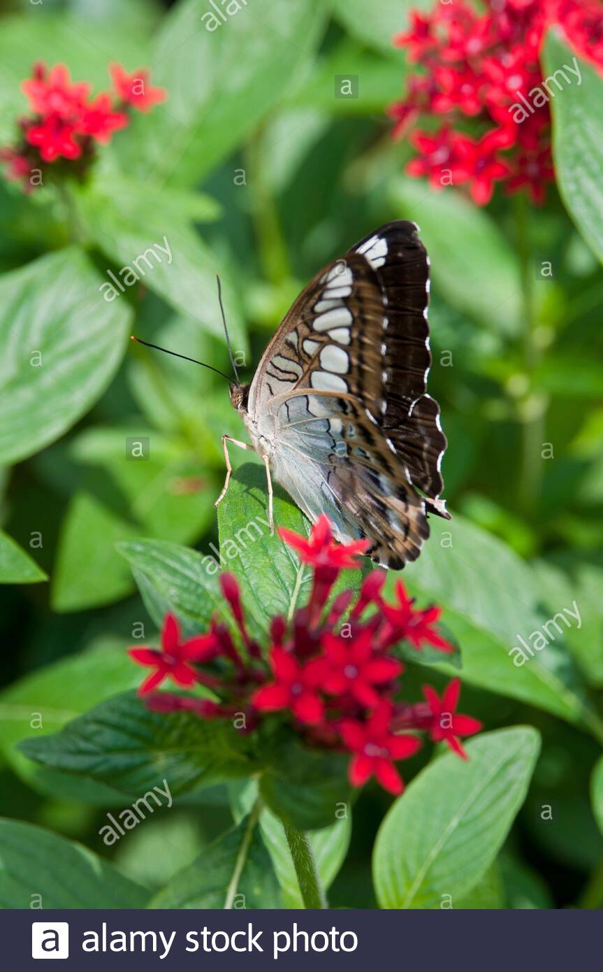 Le Jardin Des Papillons Inspirant Famille Nymphalidae S & Famille Nymphalidae Alamy