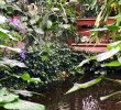 Le Jardin Des Papillons Inspirant Jardin Des Papillons Grevenmacher 2020 All You Need to