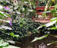 Le Jardin Des Papillons Inspirant Jardin Des Papillons Grevenmacher 2020 All You Need to