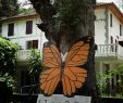Le Jardin Des Papillons Inspirant Martinique En 2020 Avec Images