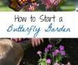 Le Jardin Des Papillons Inspirant Tips and Resources for Starting A Small butterfly Garden at