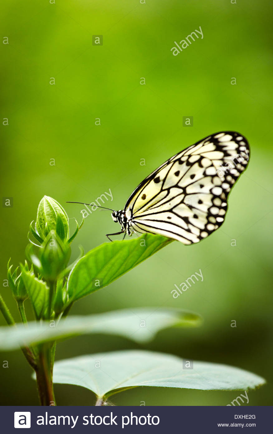 Le Jardin Des Papillons Luxe Le Cerf Volant De Papier Papier De Riz Ou Grand Arbre