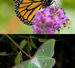Le Jardin Des Papillons Luxe Lepidoptera — Wikipédia