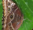 Le Jardin Des Papillons Luxe Les Jardins Des Papillons Hunawihr