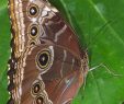 Le Jardin Des Papillons Luxe Les Jardins Des Papillons Hunawihr