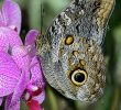 Le Jardin Des Papillons Nouveau Caligo Eurilochus Papillon Hibou Papillon Nymphalidae