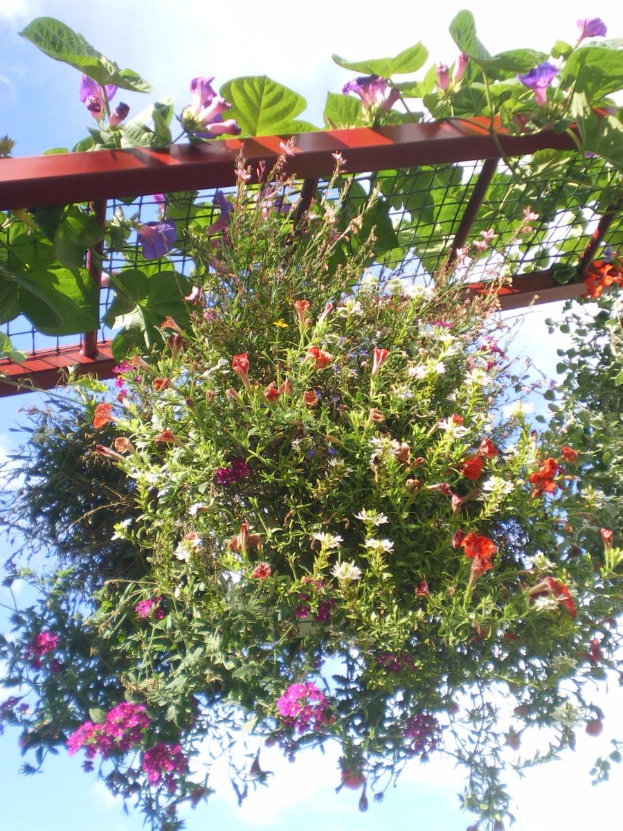 Le Jardin Des Papillons Unique Jardin Des Papillons Parc Animalier Hunawihr