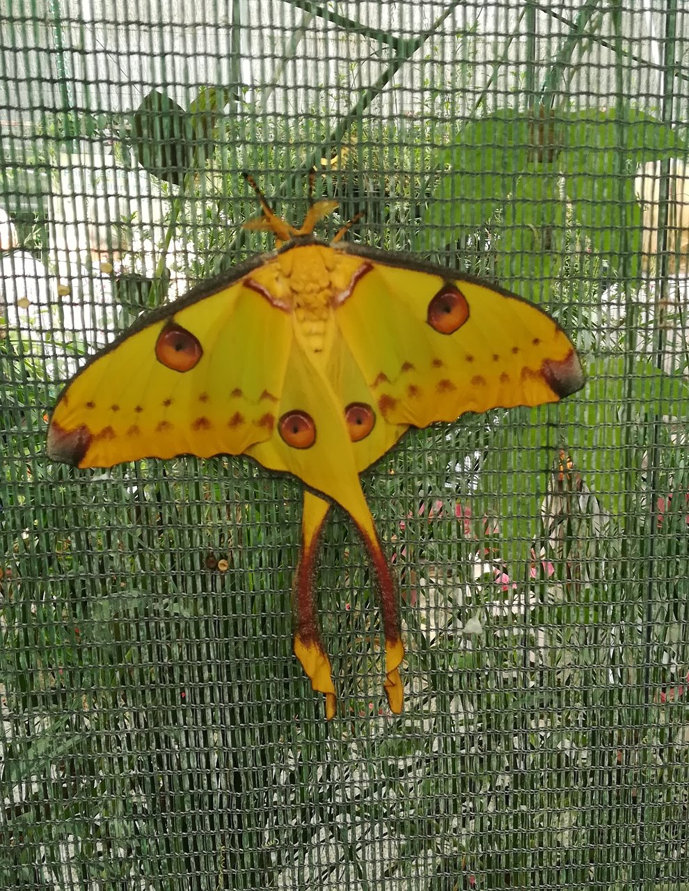 Le Jardin Des Papillons Unique La Ferme Aux Papillons Die 2020 Ce Qu Il Faut Savoir