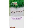 Lutter Contre Les Fourmis Au Jardin Beau Anti Fourmis Diatomee Pure 200g Dcm