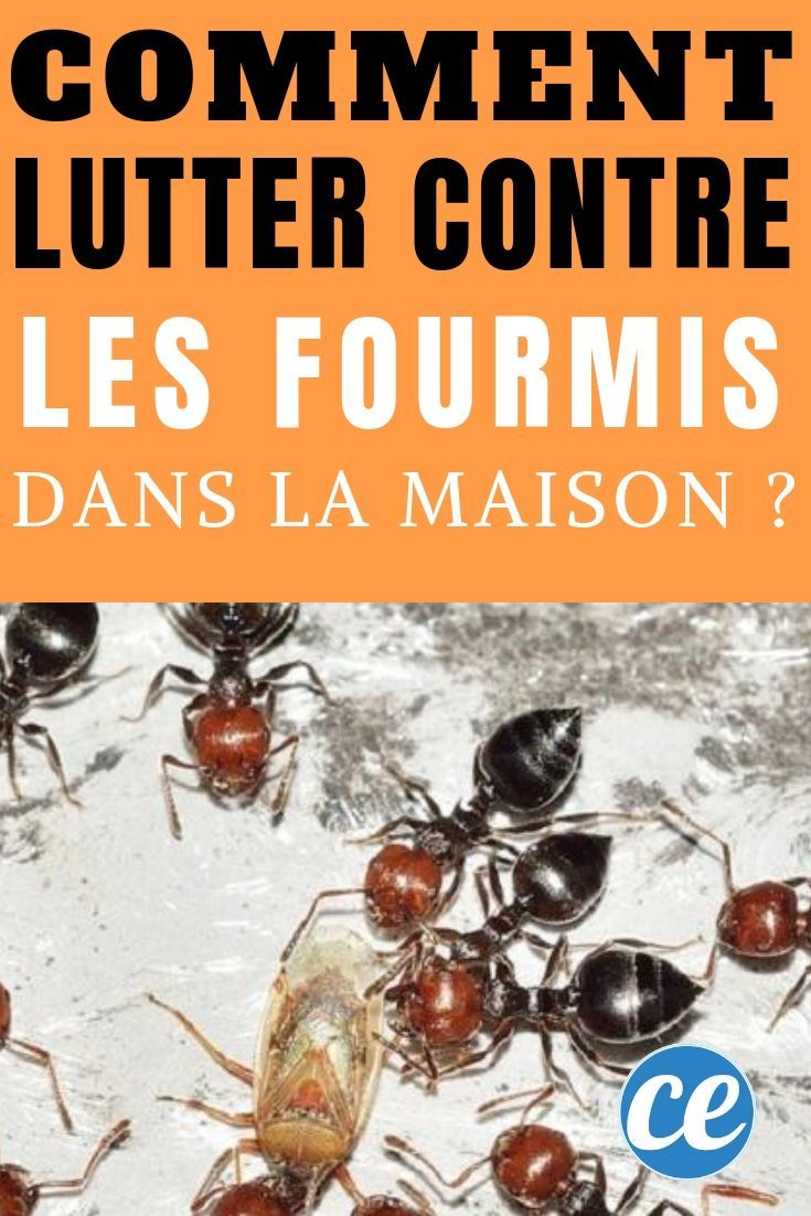 Lutter Contre Les Fourmis Au Jardin Beau Ment Lutter Contre Les Fourmis Dans La Maison