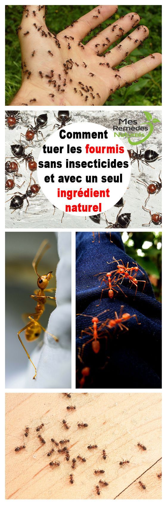 Lutter Contre Les Fourmis Au Jardin Beau Ment Tuer Les Fourmis Sans Insecticides Et Avec Un Seul