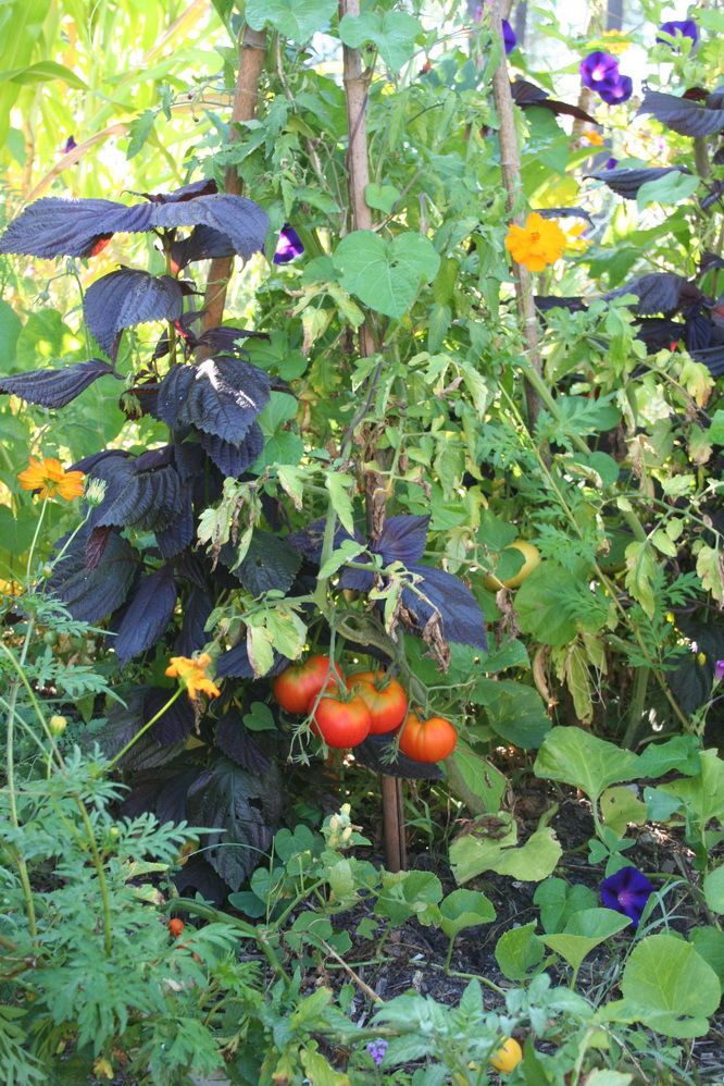 Lutter Contre Les Fourmis Au Jardin Best Of Un Potager Bio Facile   Cultiver Les Conseils De Jardin De