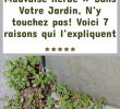 Lutter Contre Les Fourmis Au Jardin Charmant épinglé Sur Jardin