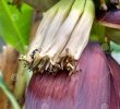 Lutter Contre Les Fourmis Au Jardin Charmant Fourmi Noire Mangeant La Fleur De Banane De Bébé Dans Mon