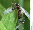 Lutter Contre Les Fourmis Au Jardin Charmant L Appareillement D Une Fourmi Noire De Jardin Image Stock