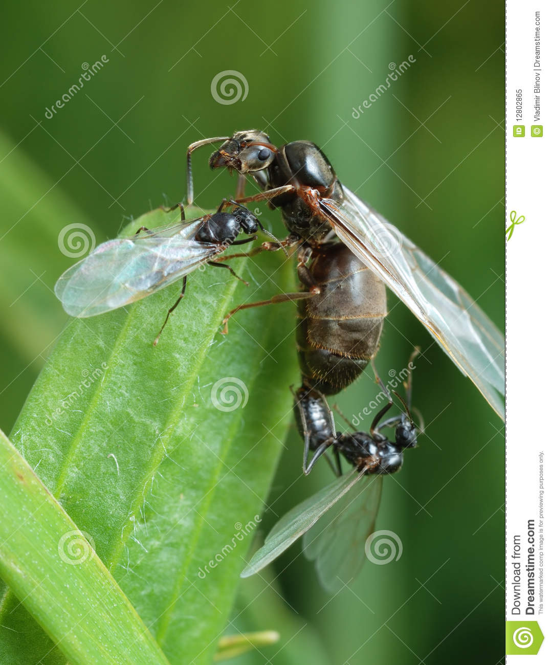 Lutter Contre Les Fourmis Au Jardin Charmant L Appareillement D Une Fourmi Noire De Jardin Image Stock