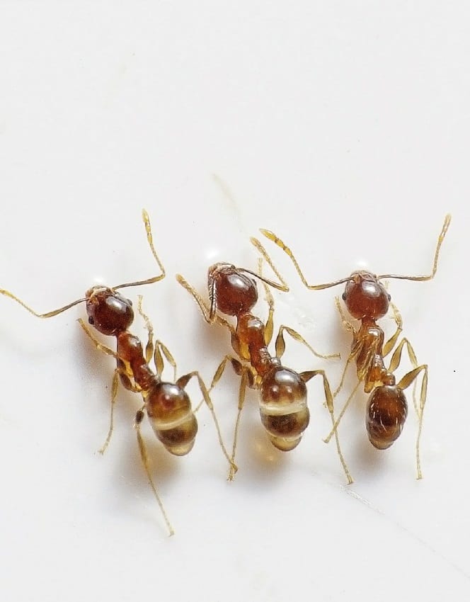 Lutter Contre Les Fourmis Au Jardin Élégant Fourmis