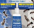 Lutter Contre Les Fourmis Au Jardin Élégant Fourmis Tube 1 X 30 G