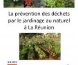 Lutter Contre Les Fourmis Au Jardin Frais Calaméo Guide Du Jardinage Au Naturel