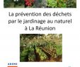 Lutter Contre Les Fourmis Au Jardin Frais Calaméo Guide Du Jardinage Au Naturel