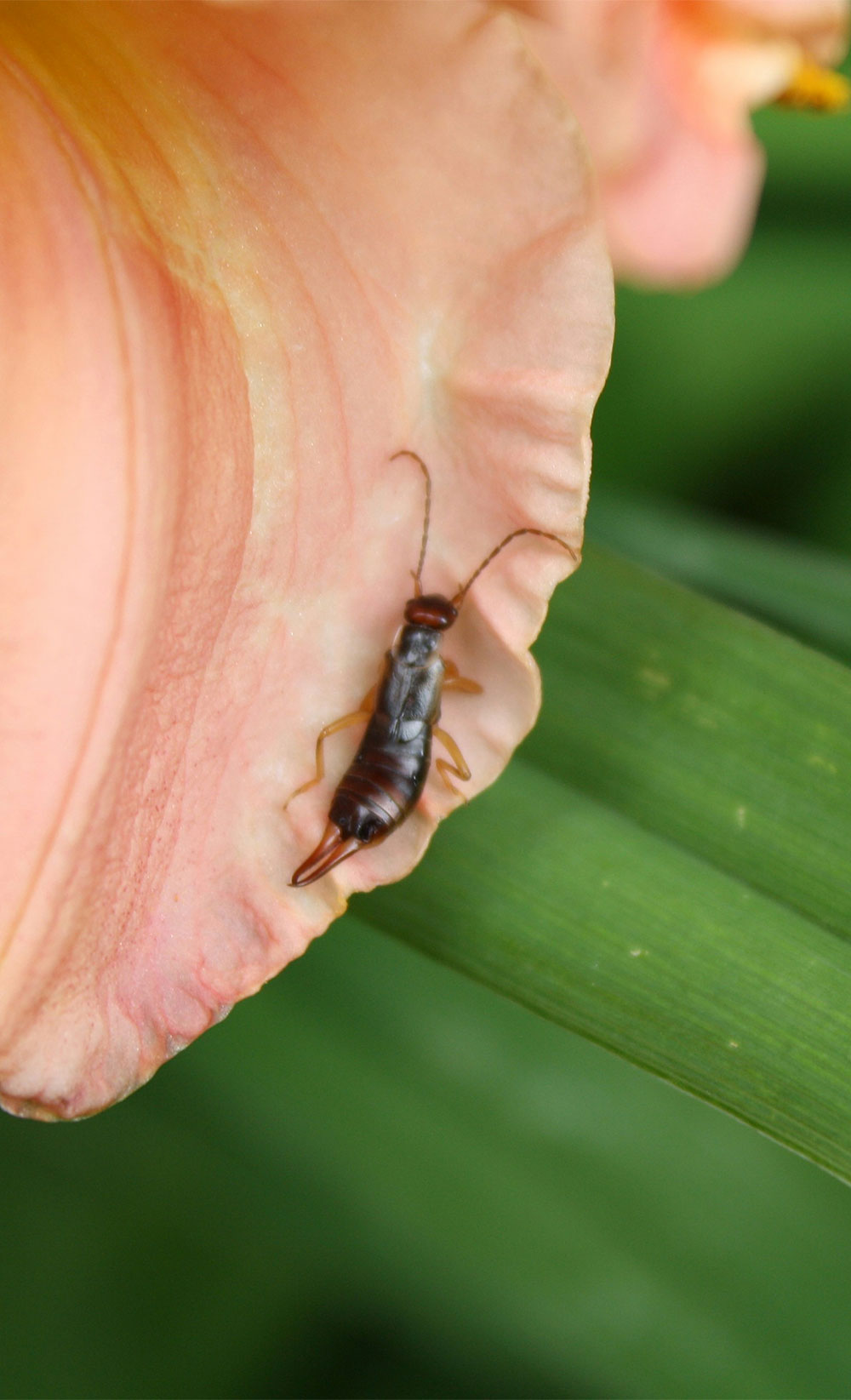 Lutter Contre Les Fourmis Au Jardin Frais Insectes Dans Le Jardin Il Y A Les Bons Et Les Méchants