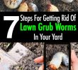 Lutter Contre Les Fourmis Au Jardin Frais Lawn Grub Worm Control 10 Ways to Get Rid Grub Worms